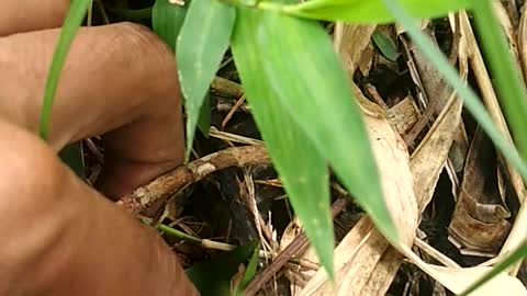 Behind the grass : there was cute fish