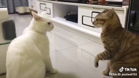 Cats talking !! these cats can speak english better