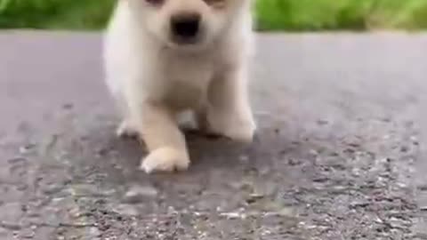 CUTY PUPPY