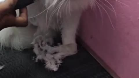 PERSIAN CAT GROOMING