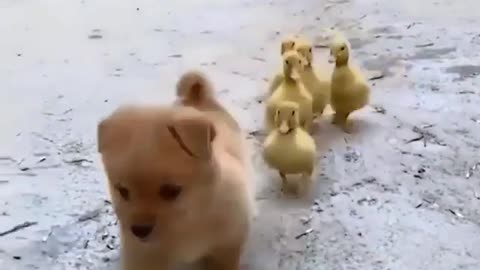 The gang. Little cute ducks and lovely dog