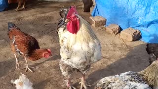 Watch the most beautiful chicken