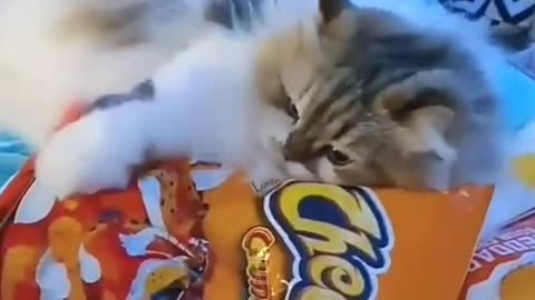 smart hungry kitten