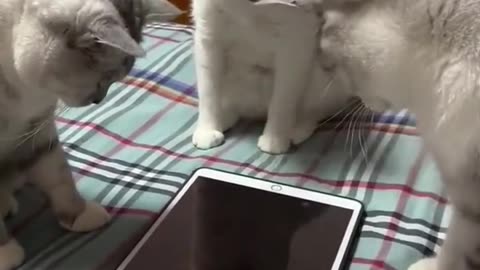 Cute cutie playing game on tablet