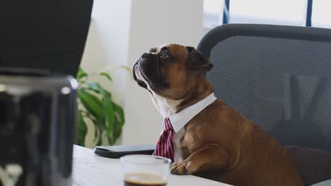 DOG OFFICE