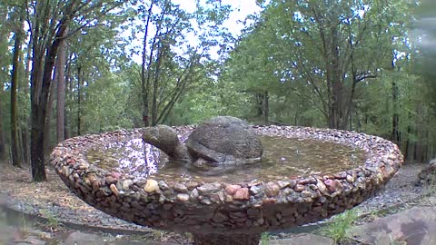 Squirrel at birdbath