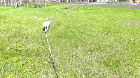 Two dogs in field