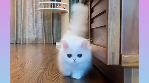 Cat is very beautiful and cute so nice video