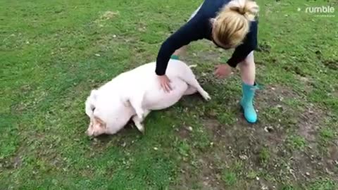 Rescued pig rolls over on command for belly rubs