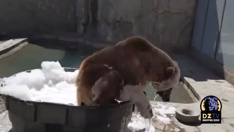 What will happen if you put a bubble bath in front of a bear?