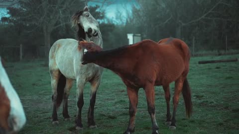 horses.The love of horses . Game horses