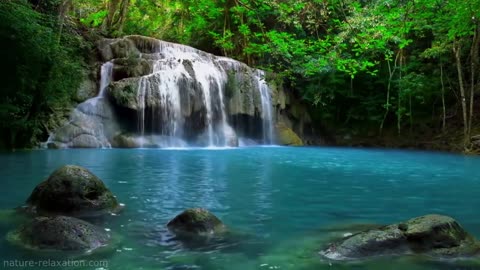 Relaxing Sounds of The Jungle with Gentle Flowing Water and Singing Birds.