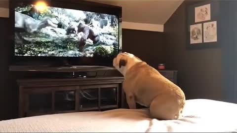 A dog watching the movie King of Kings