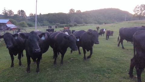 Cows looking for a treat