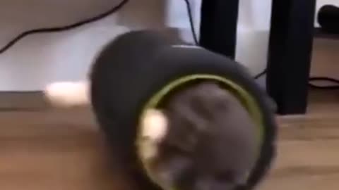 look what this kitten does with a foam roller