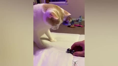 Cucumber Scares The Life Out Of Cat