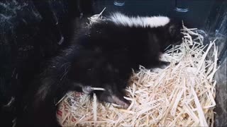 Watch Me Pet A Wild Skunk!