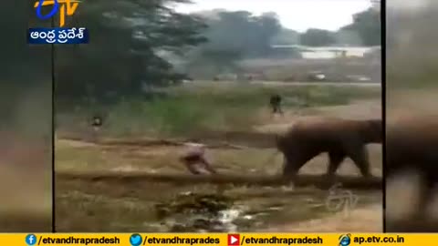 Elephant attack farmer
