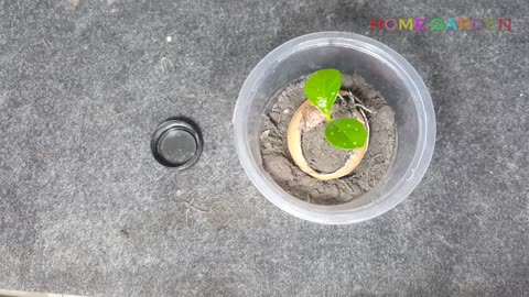 Lemon Planting - Wonderfull way to plant from seeds