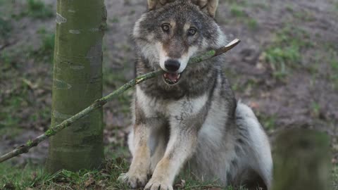 Lovely wolf