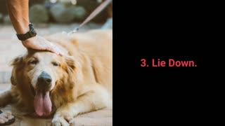 Top 10 Basic Tricks to teach your dog / DIY and enjoy teaching your pooch