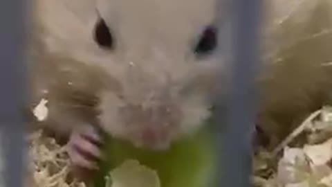 My pet RICO eating cucumber