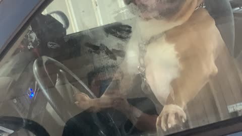 American Bully Rushes Owner by Honking Horn