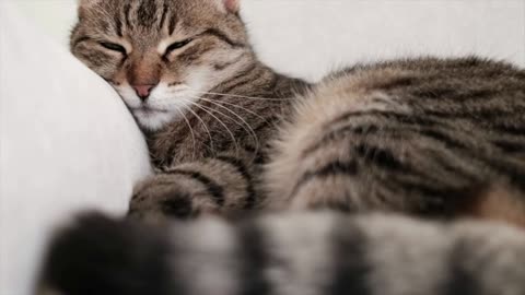 Beautiful tabby cat sleeps wagging its tail