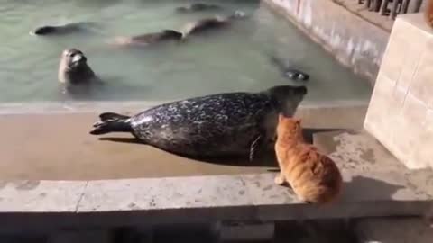 Fearless Cat Slaps SEAL