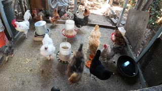 Backyard Chickens Fun Relaxing Chickens Roosters Hens!