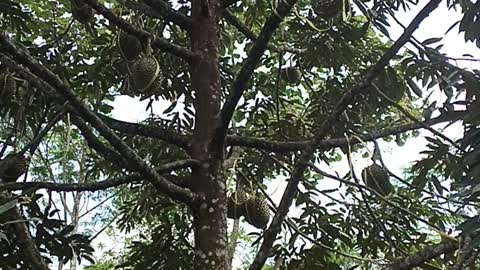 "Durian" The king of fruits