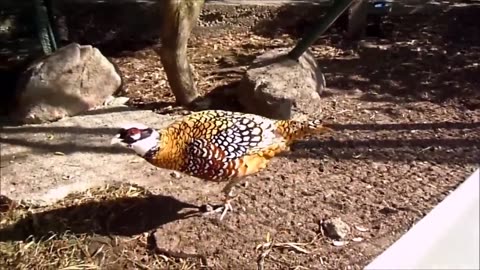 Golden Pheasants and Other Birds in Nature Park