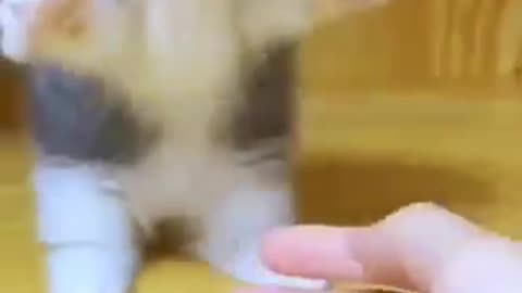 Cat 😺🐈 funny cute vedio