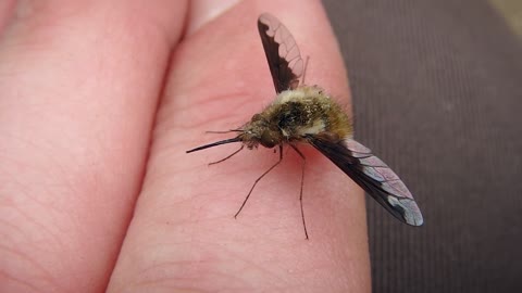 Adorable Bee Fly - Nature #Shorts