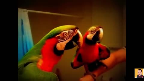 Intelligent and funny parrot
