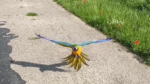 Blue and gold macaw - Frida slow motion landing