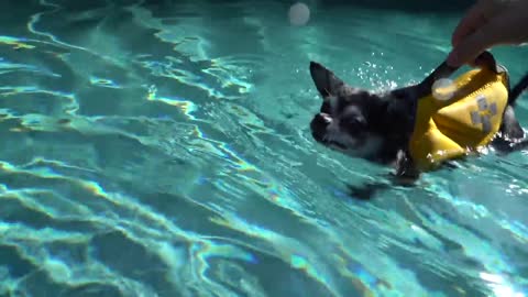 Dogs Swimming Lessons.