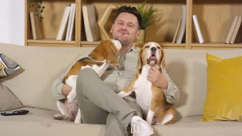 Joyous middle aged Caucasian man looking at camera and smiling while petting two cute beagle dogs