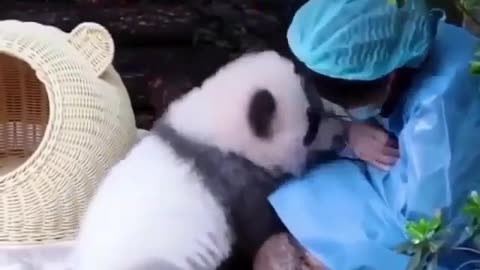 Baby panda bear full of love and admiration