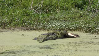 alligator bites a large turtle remains