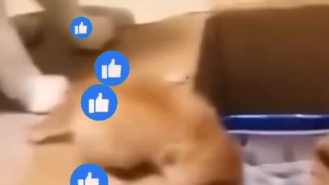 Cat playing his baby funny video