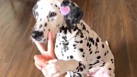 Funny Great Dane shows off his Halloween octopus costume