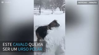 Cavalo se diverte brincando na neve