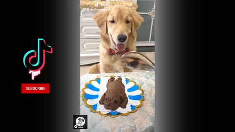 Pets Cute Funny Dog Labrador tik tok funny videos
