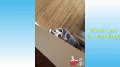 Cute And Funny Pet Videos Compilation