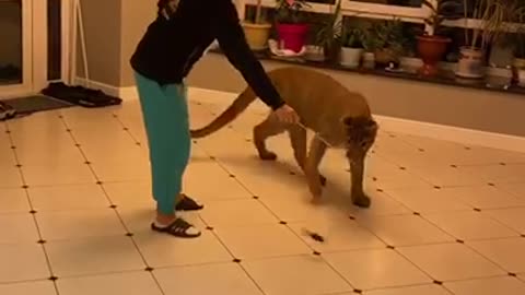 Pet Puma Plays With Toy Just Like A House Cat