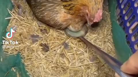 Hen Says it's My Egg 🥚🥚 very Funny video 🤣 beautiful Hen in world 🌍