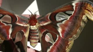 Giant Atlas Moths