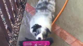 Crazy dog gets dragged through water holding on to broom