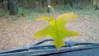 Changing leaf video.